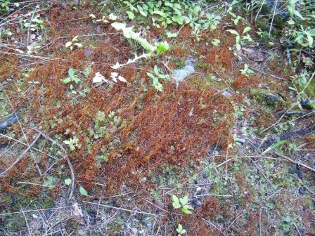 cistilismerohace0_20080930_1815742617.jpg