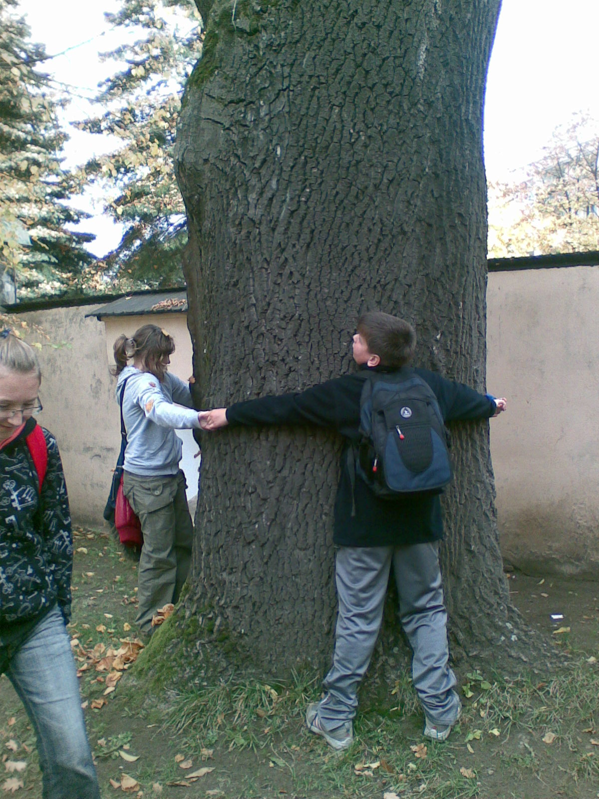 Najširší strom - Jaseň.jpg